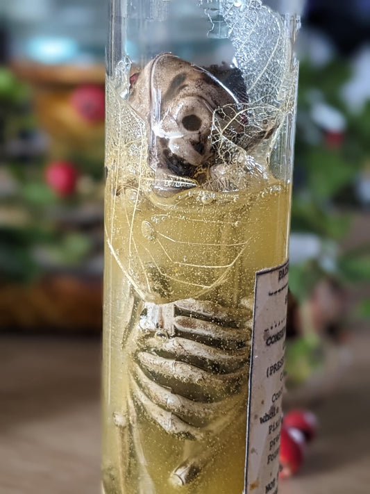 Preserved Pixie Corpse