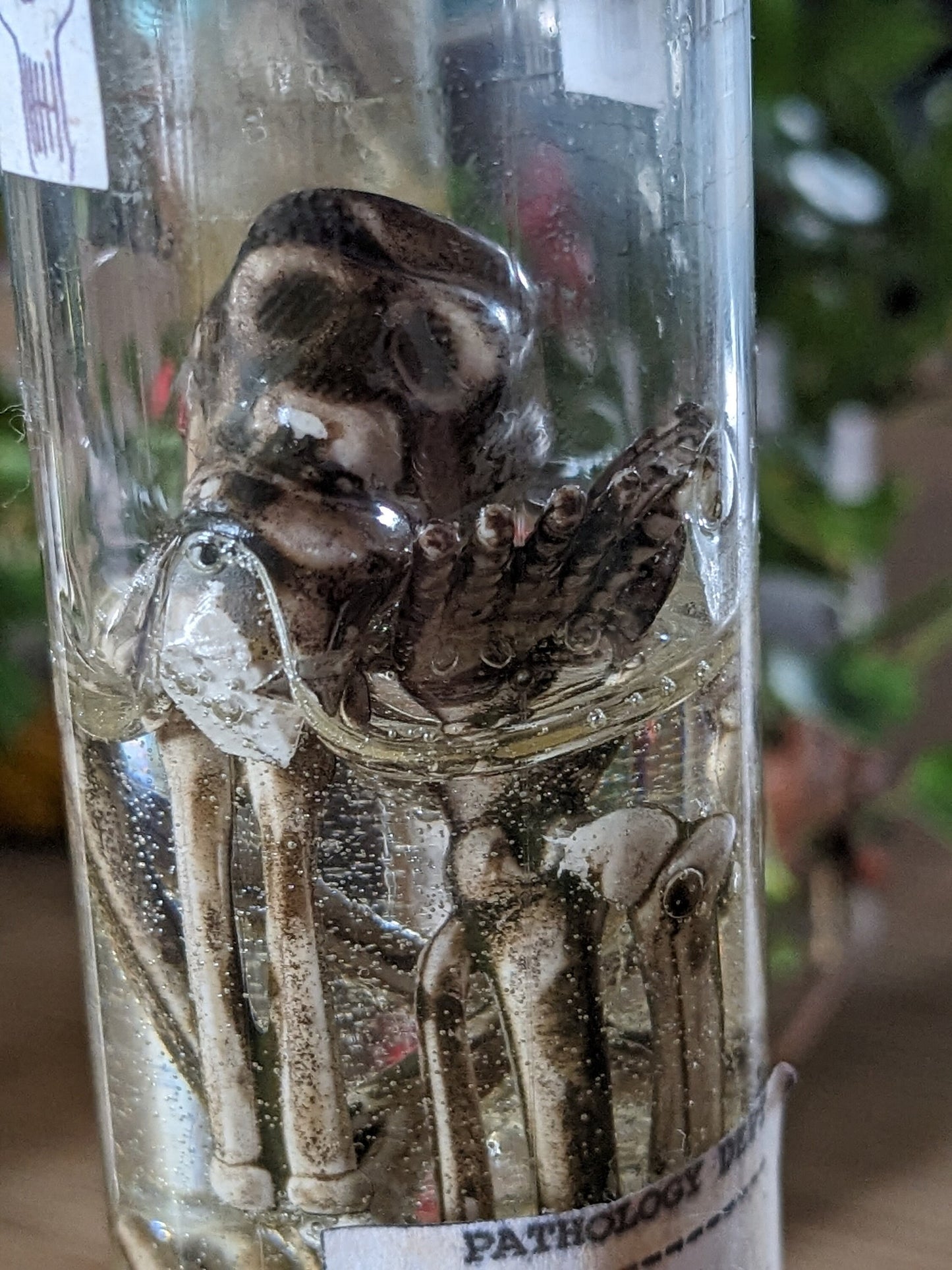 Preserved Pixie Corpse