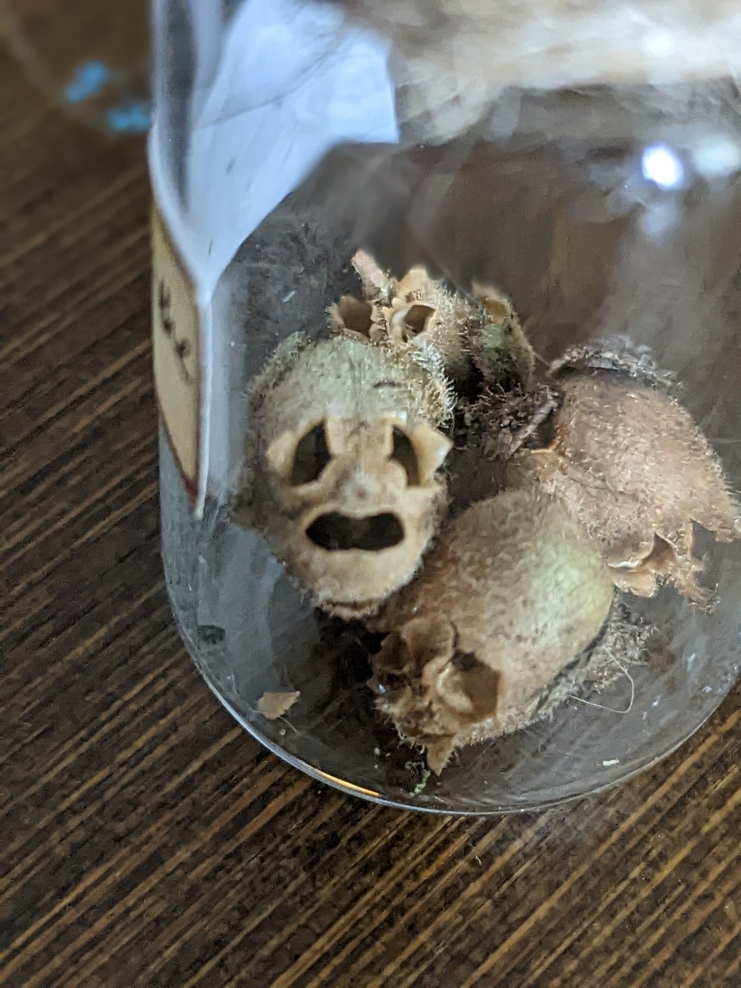 Skulls of the fae bottled fairy skulls snapdragons potion bottle ingredients