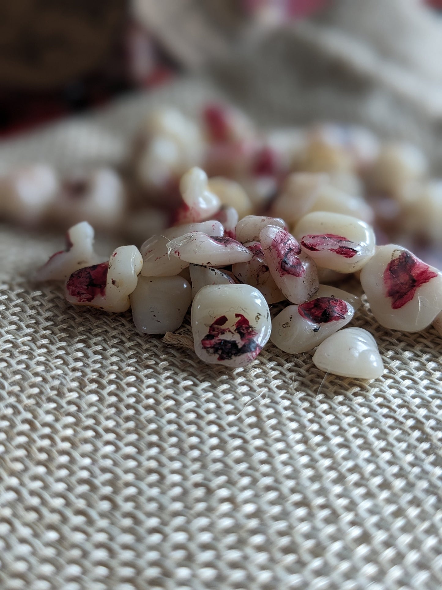 Graveyard Teeth, potion ingredient faux taxidermy