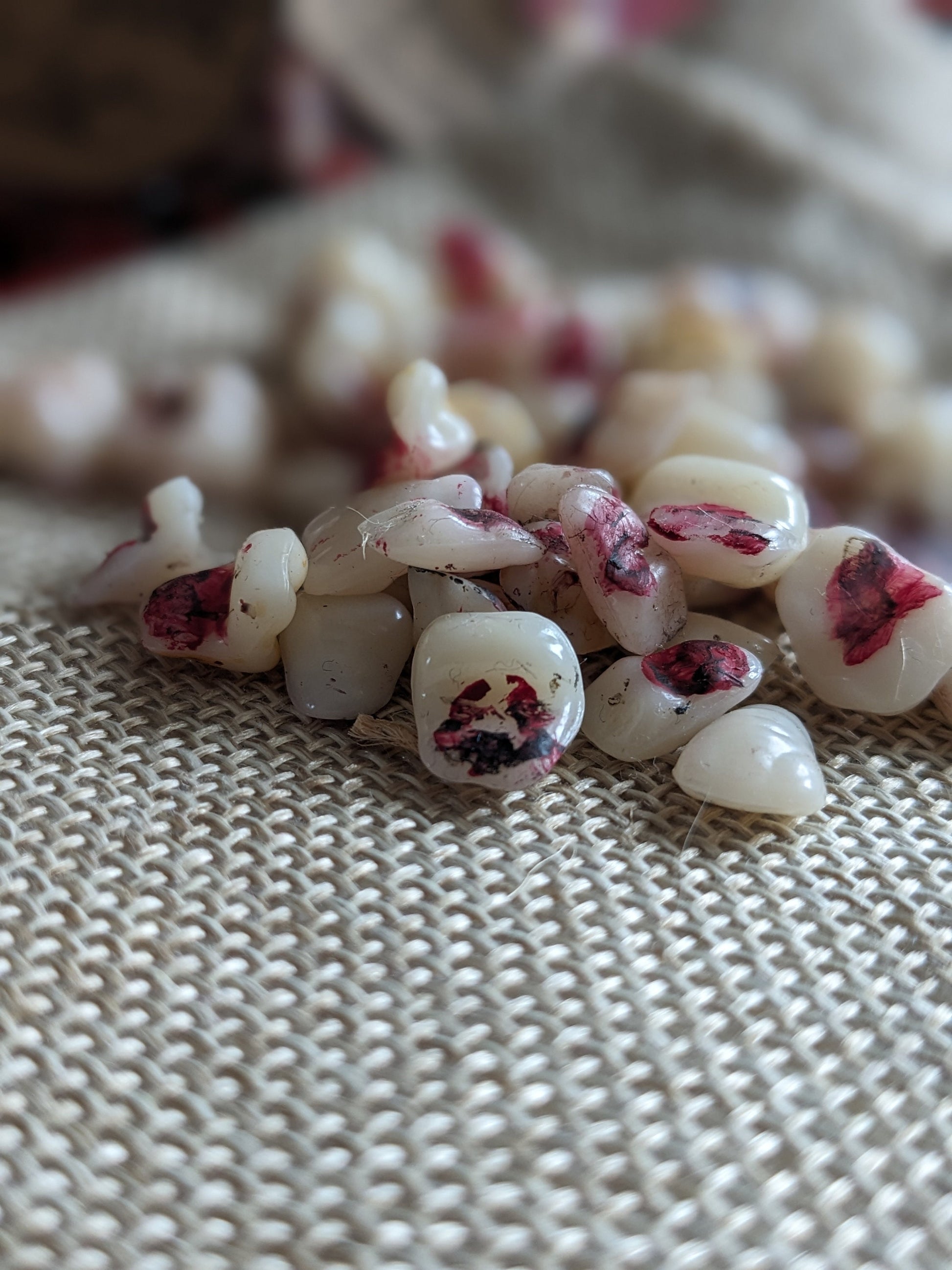 Graveyard Teeth, potion ingredient faux taxidermy